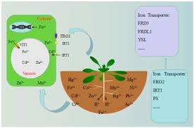 Check spelling or type a new query. Plants Free Full Text A Review Of Plant Vacuoles Formation Located Proteins And Functions Html