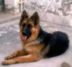 Find german shepherd in dogs & puppies for rehoming | 🐶 find dogs and puppies locally for sale or adoption in ontario : Price Of German Shepherd Puppies In Delhi Dogs Breeds And Everything About Our Best Friends