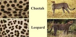 On the leopard, they're less complex and smaller. How To Distinguish Between A Cheetah A Leopard And A Jaguar Quora