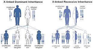 Alleles are described as either dominant or recessive depending on their associated traits. Sex Linked Inheritance Genetics Microbe Notes