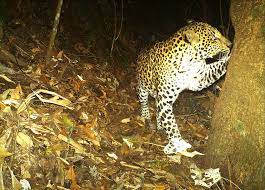 Horee pasca rehabilitasi akhirnya macan tutul si abah pulang ke gunung sawal bandung kita : Meredam Konflik Macan Tutul Jawa Dengan Manusia Mongabay Co Id Mongabay Co Id