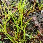 Image result for Murdannia semiteres