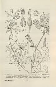 Image result for Peponium