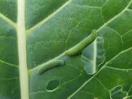 Tomato hornworms eat large, ragged holes in tomato the tomato hornworm (manduca quinquemaculata) is a green caterpillar with seven or eight white my tomato plants were being eaten and i didn't know it was the worms until last night. 8 Organic Ways To Get Rid Of Cabbage Worms Cabbage Moths Homestead And Chill
