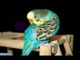 muhabbet kuslarinda kanat ve kuyruklarin dokulme hastalik tedavi sonuclari youtube