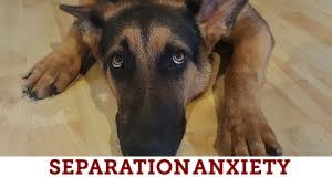 For the best experience, we recommend you upgrade to the latest version of chrome or safari. Home Tulsa Spcatulsa Spca