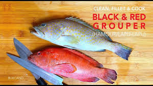 Clean Fillet Cook Black Red Grouper Hamour Lapu Lapu Grouper Escabeche W Young Coconut Youtube In 2020 Fillet Black And Red Grouper