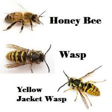 A trained pest management professional is crucial to resolving your stinging insect problems. From Beesearch To Bee Church Pt 2 Bee Yellow Jacket Bee Facts
