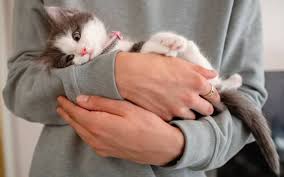 Soins Du Chat Quel Conseil Pour Bien S Occuper D Un Chat Tout Pratique