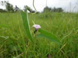 Image result for Astripomoea grantii