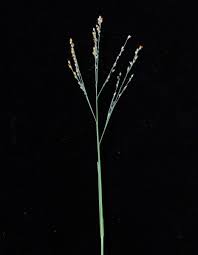 Image result for Panicum repentellum