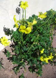 Image result for Oxalis pes-caprae