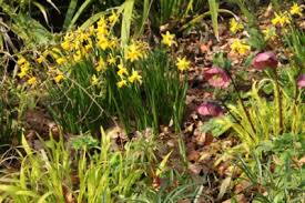 Apr 15, 2021 · most annuals and vegetables do very well in zone 5, as long as they are not hit by a late frost while they are young. Zone 5 Dry Shade Plants Choosing Zone 5 Plants For Dry Shade Gardens