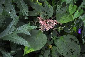 Image result for Laportea ovalifolia