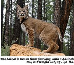 The bobcat is the only wild cat found in connecticut and the most common wild cat in north america. Bobcat Information The Colony Tx