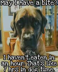 Mastiff Englishmastiff Dog Bigdog Gentlegiant Mastiff Happy Mastiffs Funny Dog Pictures English Mastiff