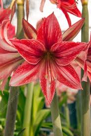 Image result for Hippeastrum sp. cultivars