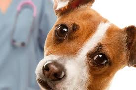 Cainele de pamant va fi protagonistul acestei anuitati lunare, care incepe la 16 februarie 2018 si se termina pe 4 februarie 2019, facand loc anului porcului. Caini Totul Despre Sanatate Si Vaccinare Dogs Center Resita