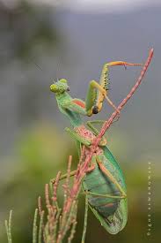 Pin Auf Amazing Animals