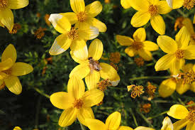 Image result for Bidens grantii