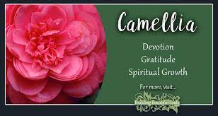 Camellia Meaning Symbolism Flower Meanings