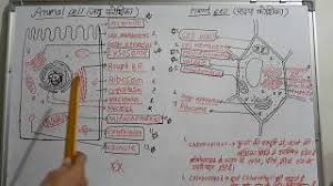 How to draw plant cell step by step in easy way for beginners reading class 9 and 11. Animal Cell Vs Plant Cell In Hindi à¤œà¤¨ à¤¤ à¤• à¤¶ à¤• à¤à¤µ à¤ª à¤¦à¤ª à¤• à¤¶ à¤• à¤® à¤… à¤¤à¤° à¤¹ à¤¦ à¤® Youtube
