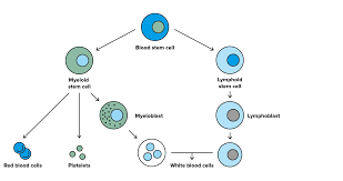 Yellow marrow, which is found in the central cavity of long bones, stores fat.cross section of a long bone below:in children red marrow dills the center of long bones this red marrow is replaced with yellow marrow as children become. What Is A Bone Marrow Transplant Hospital Clinic Barcelona