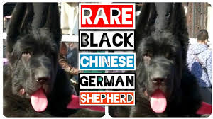 The german shepherd is a very popular dog breed of german origins. Extremely Rare Black German Shepherd Puppy Kunming Wolfdog The Chinese German Shepherds Youtube