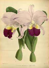 Orchidees Orchidees 4106 Cattleya Mendelii Jamesiana Gravures Illustrations Dessins Images Dessin Orchidee Dessin Botanique Orchidee Blanche