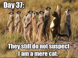 Image result for funny animal quote