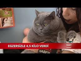 Obez Kedi Santi Pilatesle Zayifliyor Youtube 2020 Kedi Pilates Youtube