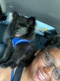 My Ace! 16 months, my happy chaos. 🐾 ❤️ 🐩