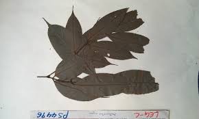Image result for Anthonotha macrophylla
