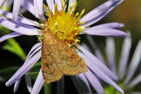 Image result for Gnidia burchellii