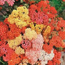 Check spelling or type a new query. Achillea Millefolium Summer Berries F2 Hybrid Seeds Thompson Morgan