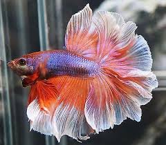 Pin On Beautiful Betta Fish
