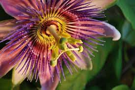 Passion Flower Passion Flower Flowers Bloom