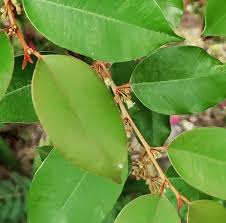 Image result for Chrysophyllum