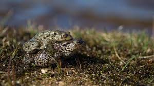 A frog can change the color of its skin depending on its surroundings. What Do Frogs Eat And More Frog Facts Woodland Trust
