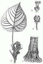 Image result for Macaranga capensis