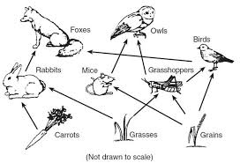 Search through 623,989 free printable colorings at. Understanding Our Garden Better With A Food Web Student Investigations In Agro Ecology Biology Diagrams Food Web Food Chain