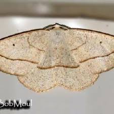 Image result for Pandiaka confusa