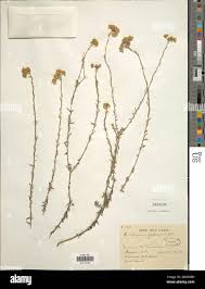 Image result for Helichrysum stenopterum