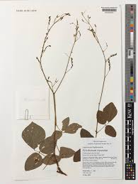 Image result for Hylodesmum repandum