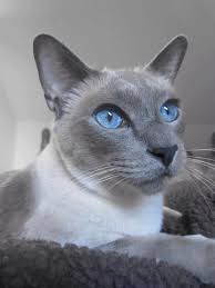 They are a light greyish color that when exposed to sunlight reflects a lilac or pink hue, hence it being referred to as lilac point. Siamese Orientals Cats Lilac Point Seal Tabby Silver Siamese Seal Point Flame Point Balinese Andtonkinese Cats Siamese Cats Balinese Cat