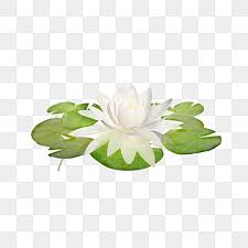 We have a huge range of illustrations products available. White Lotus Png Images Vector And Psd Files Free Download On Pngtree