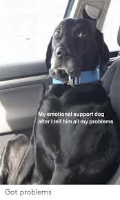 My Emotional Support Dog After I Tell Him All My Problems Got Problems Got Meme On Me Me Emotional Support Dog Funny Animals Funny Animal Memes