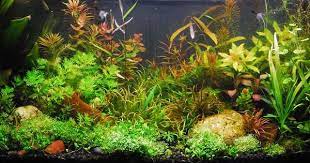 Tanaman Background Aquascape Low Light Terpopuler 2021