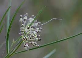 Image result for Melinis ambigua