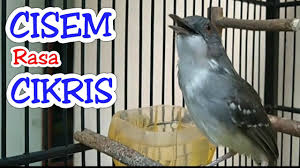 Murai batu, sulingan gunung, sulingan laut, lovebird, kenari, ciblek gunung, ciblek kristal, kacer poci, cucak ijo, cucak jenggot, jalak bali, cucak rowo. Cisem Cetrekan Rasa Cikris Gacor Dorr Youtube